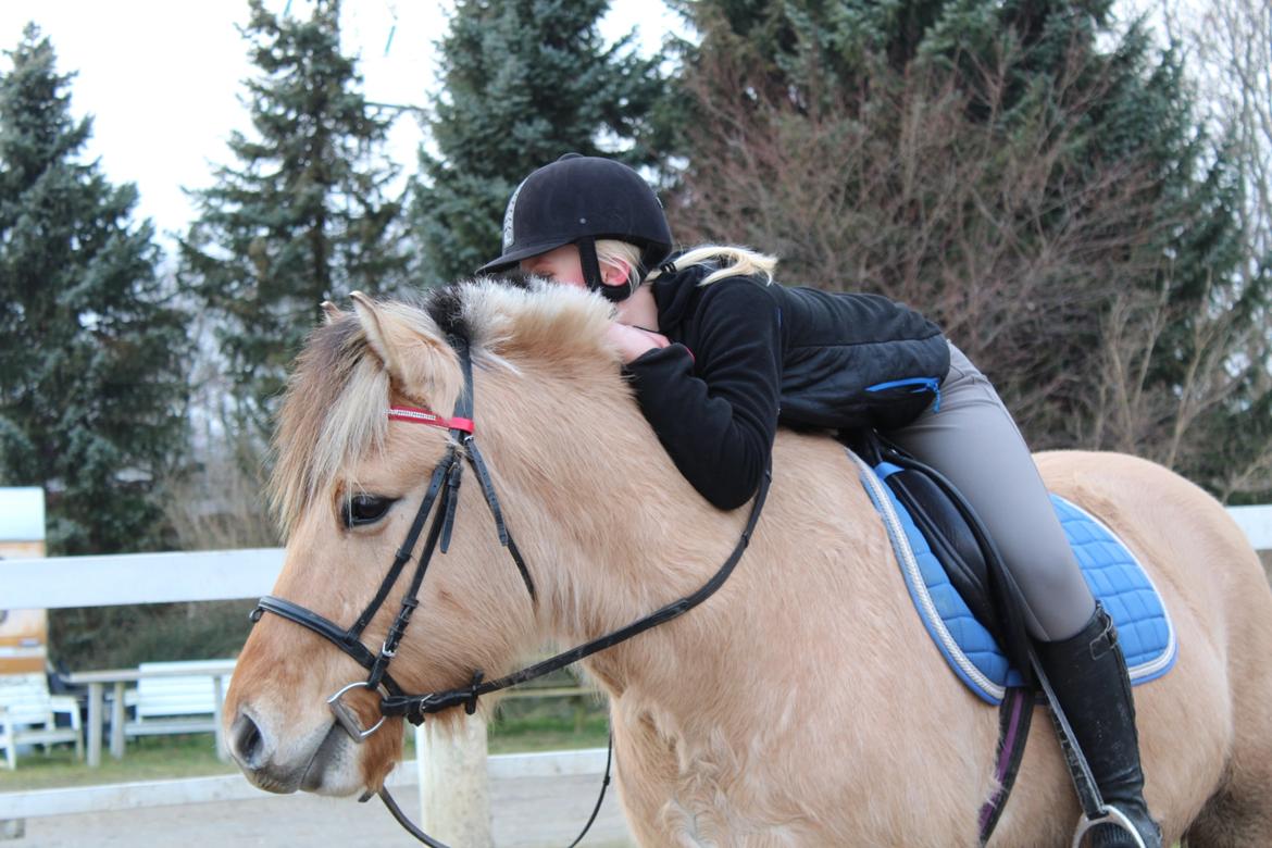 Fjordhest Lukas billede 1