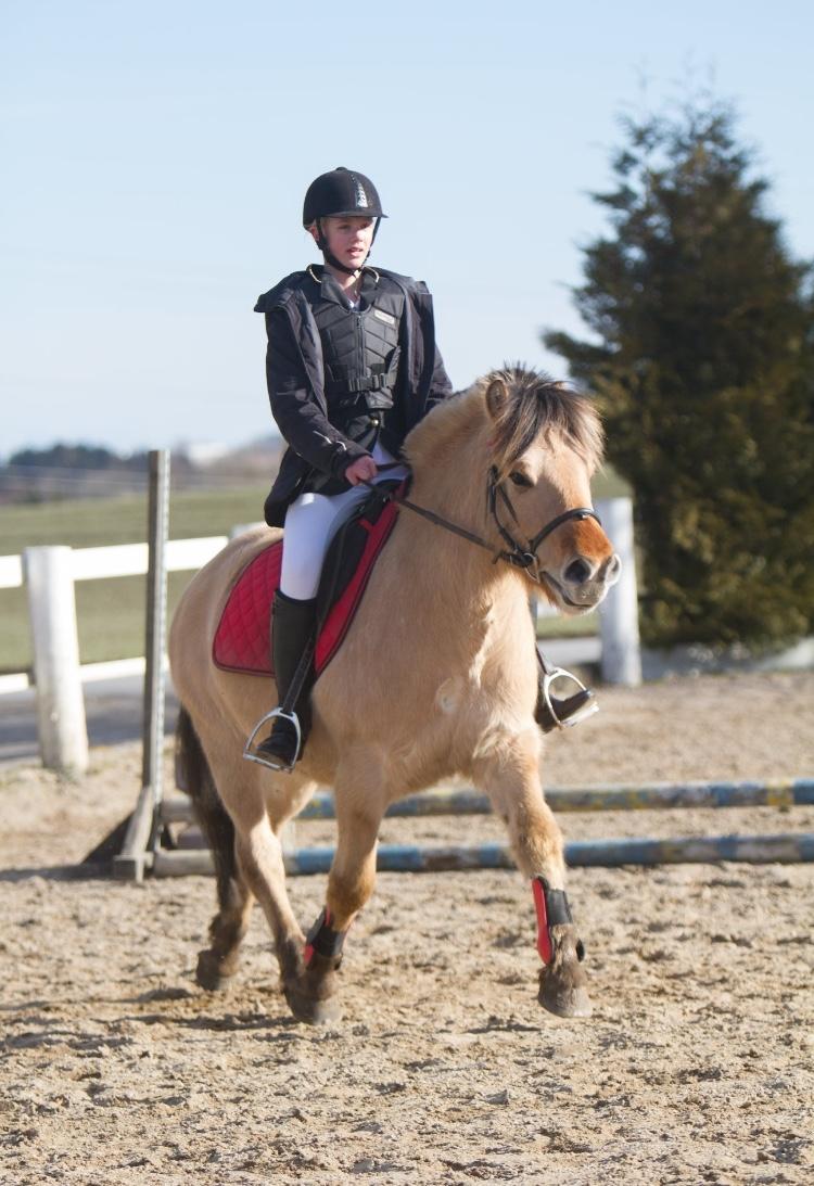 Fjordhest Lukas billede 3