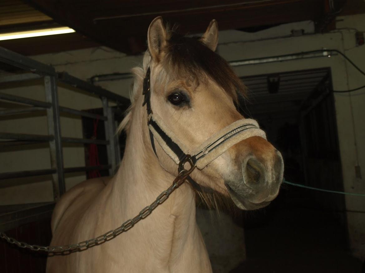 Fjordhest Lukas billede 4