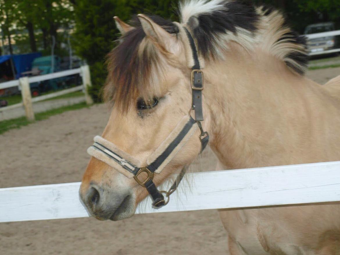 Fjordhest Lukas billede 5