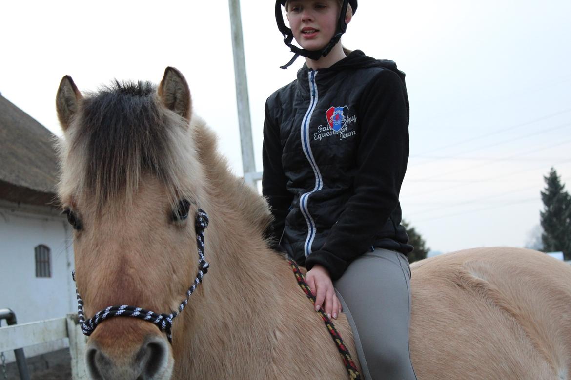 Fjordhest Lukas billede 2