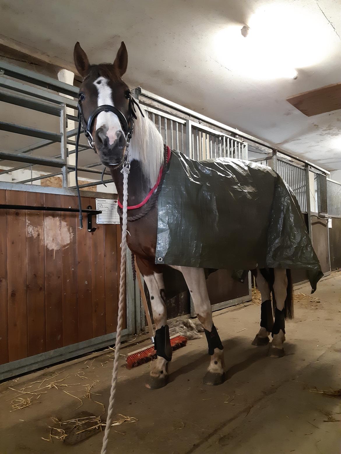 Pinto Vidtskue's Filly - Filly i grønt  billede 5