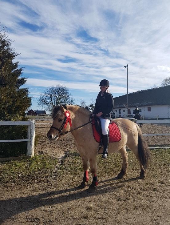 Fjordhest Lukas billede 6