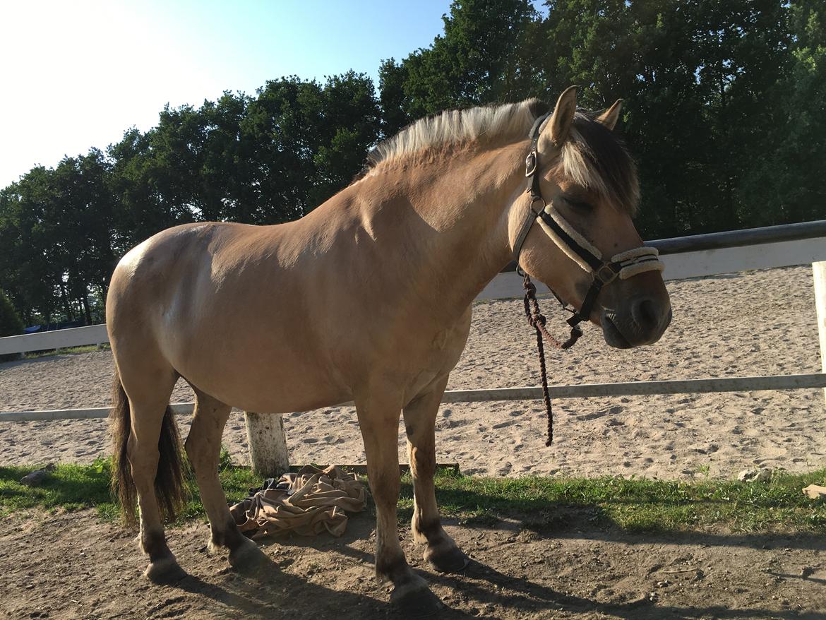 Fjordhest Lukas billede 8