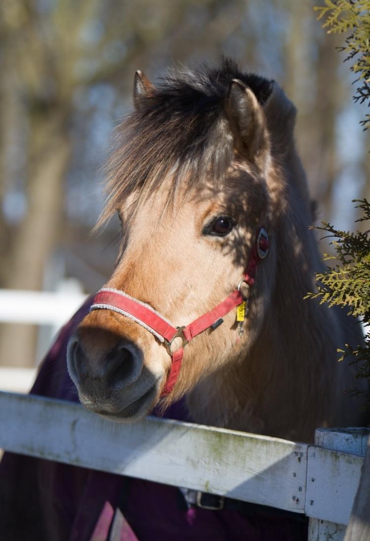 Fjordhest Lukas billede 7