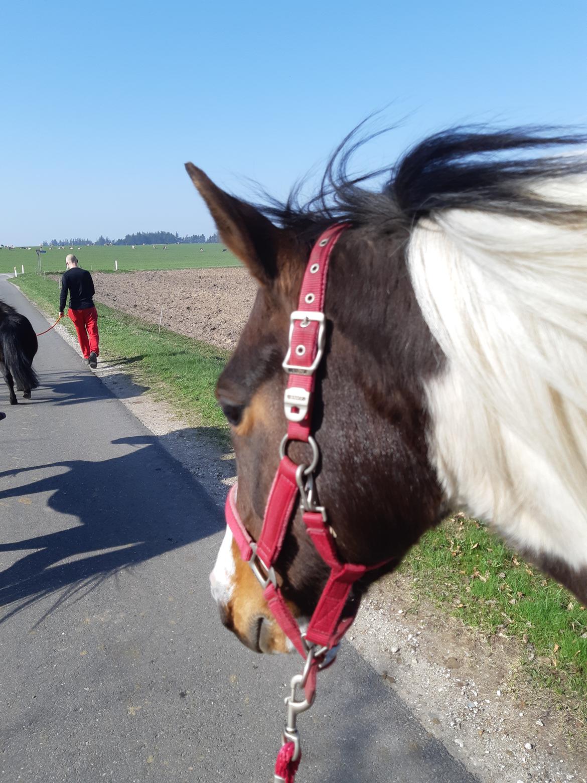 Pinto Vidtskue's Filly - Filly på tur  billede 6