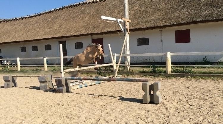 Fjordhest Lukas billede 9