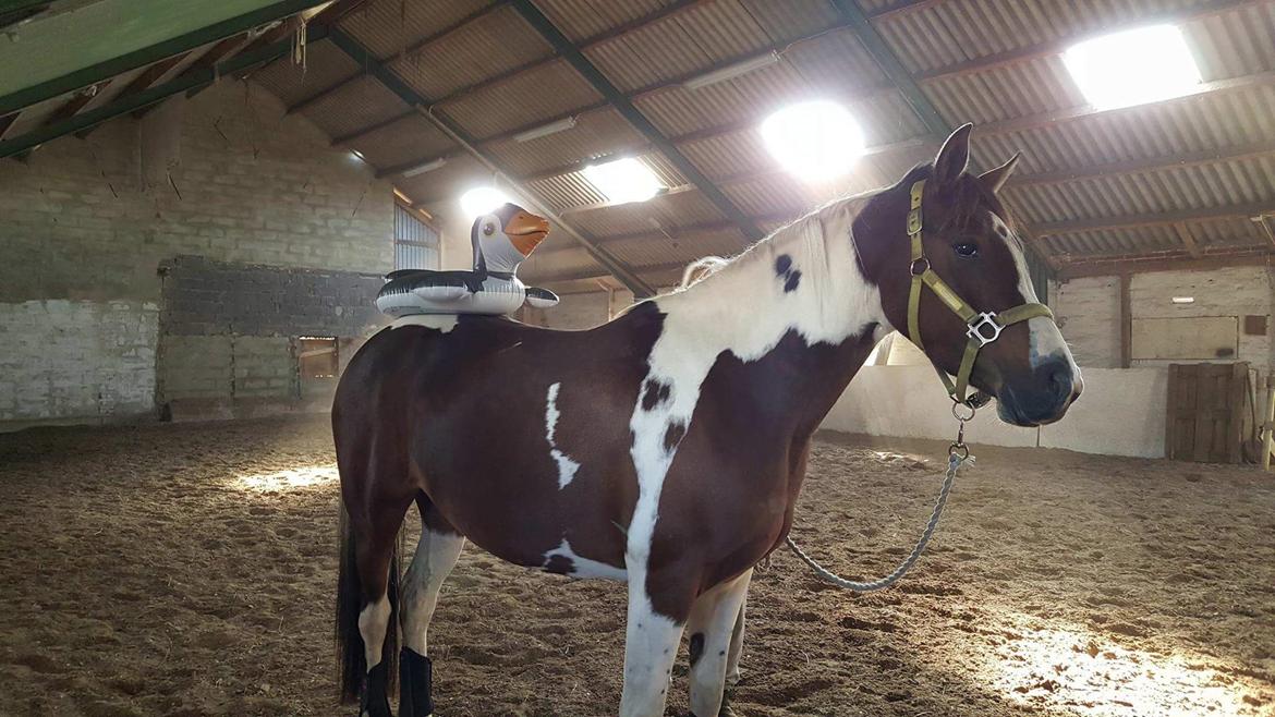 Pinto Vidtskue's Filly - Filly føst gan i ridehal  billede 7