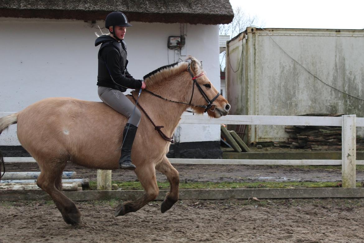 Fjordhest Lukas billede 10