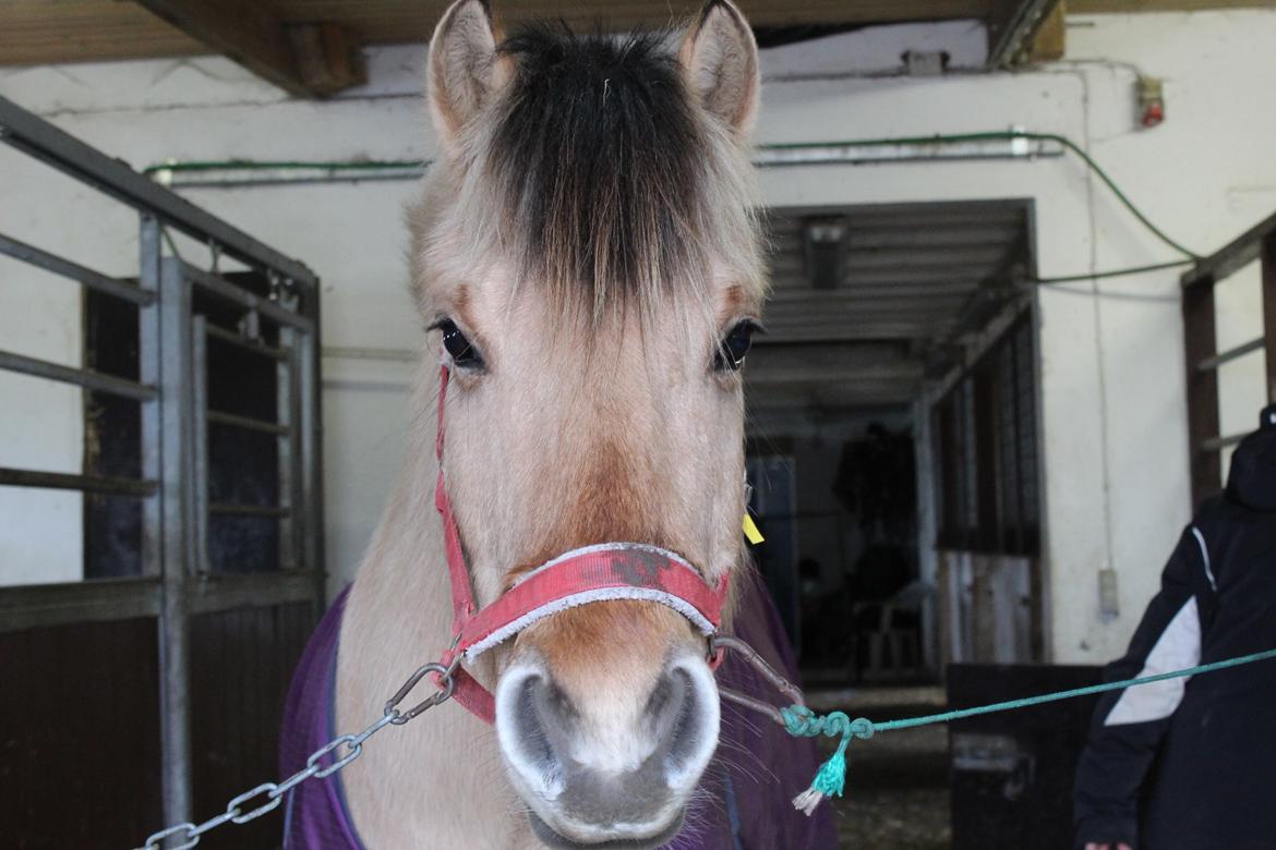 Fjordhest Lukas billede 12