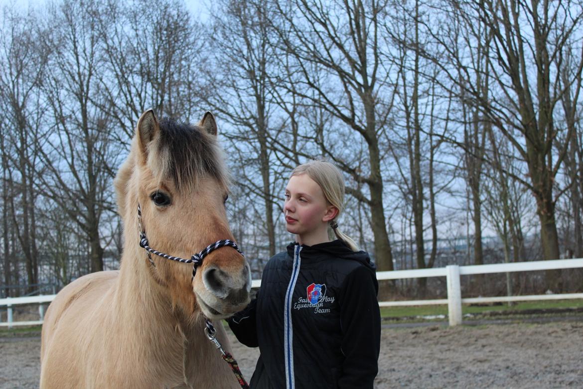 Fjordhest Lukas billede 13