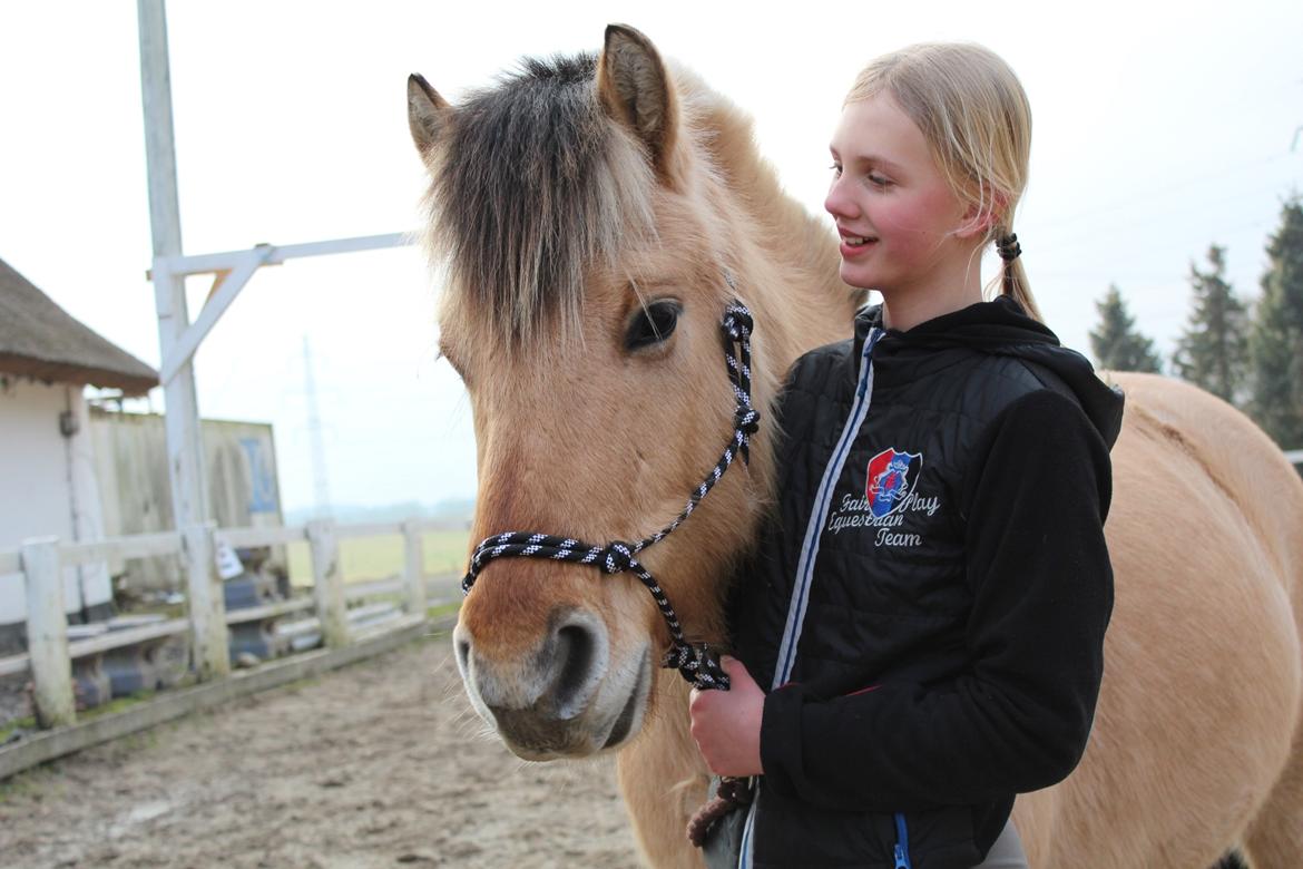 Fjordhest Lukas billede 11
