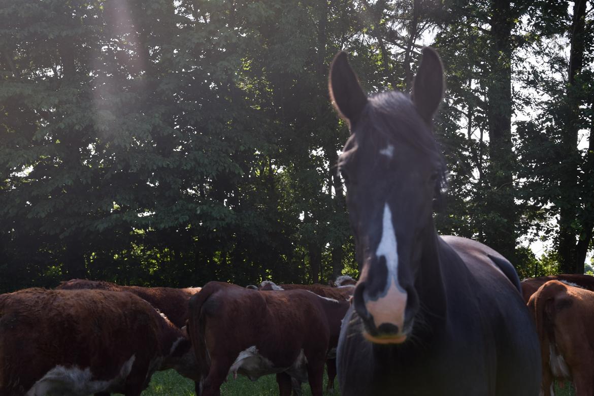 Dansk Varmblod Beatrix Halsnæs billede 16