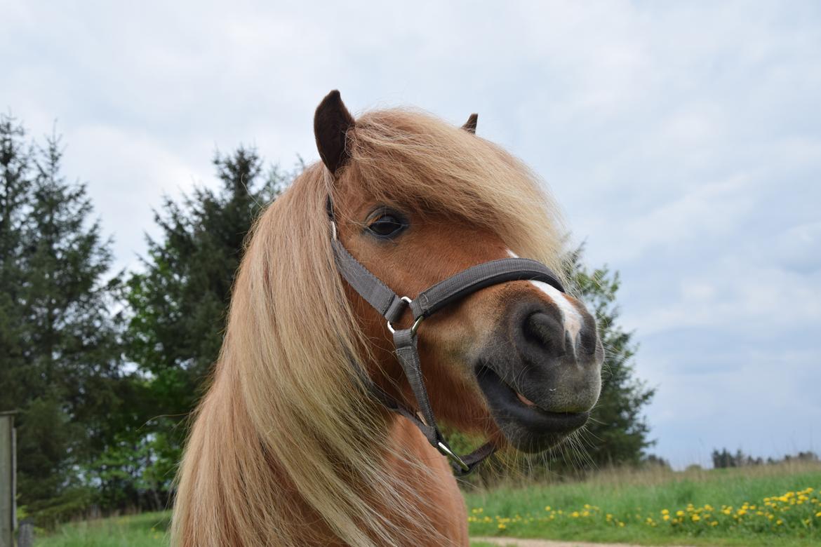 Shetlænder Krabbes kasandra billede 20