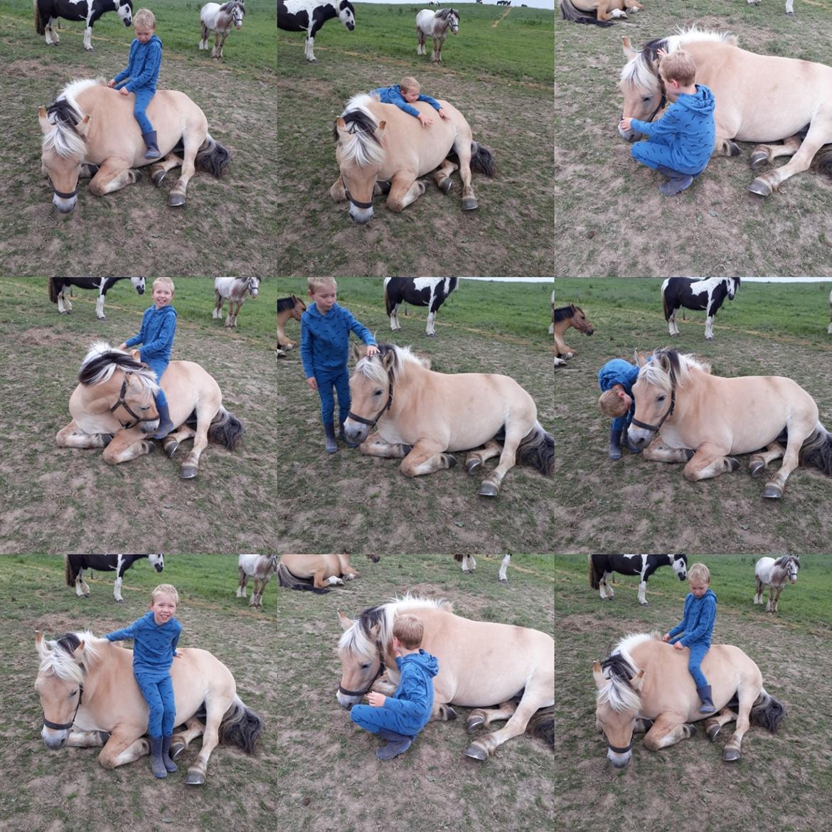 Fjordhest Elvis billede 24