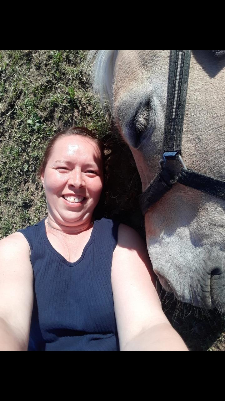 Fjordhest Elvis billede 25