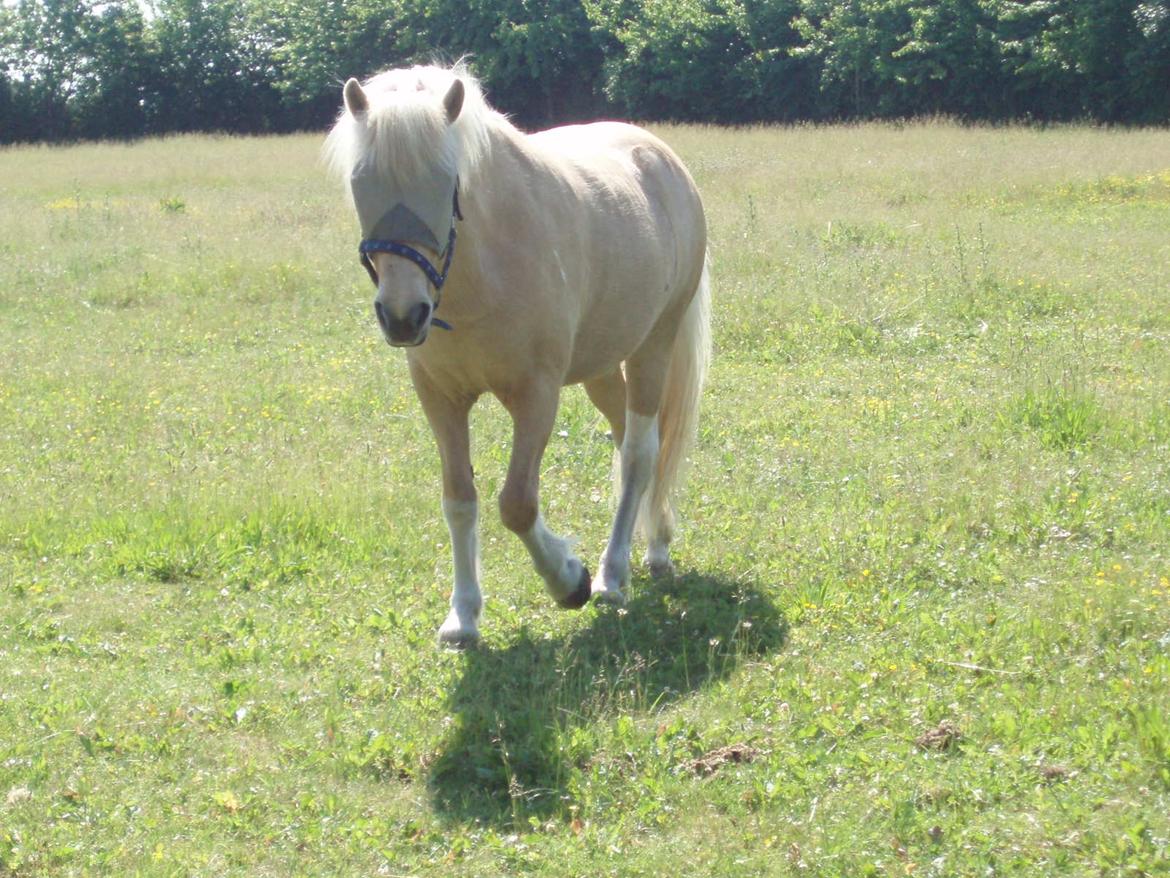 Islænder Jònina fra Isafold  billede 17