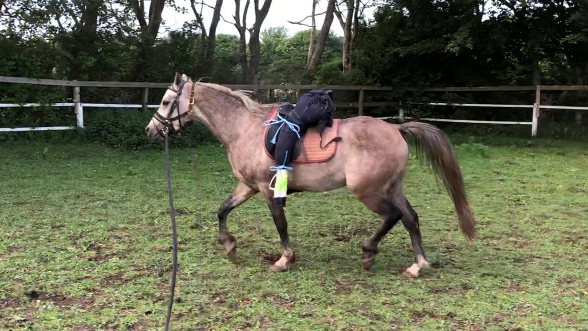 Arabisk fuldblod (OX) Dy zephyr ox billede 16