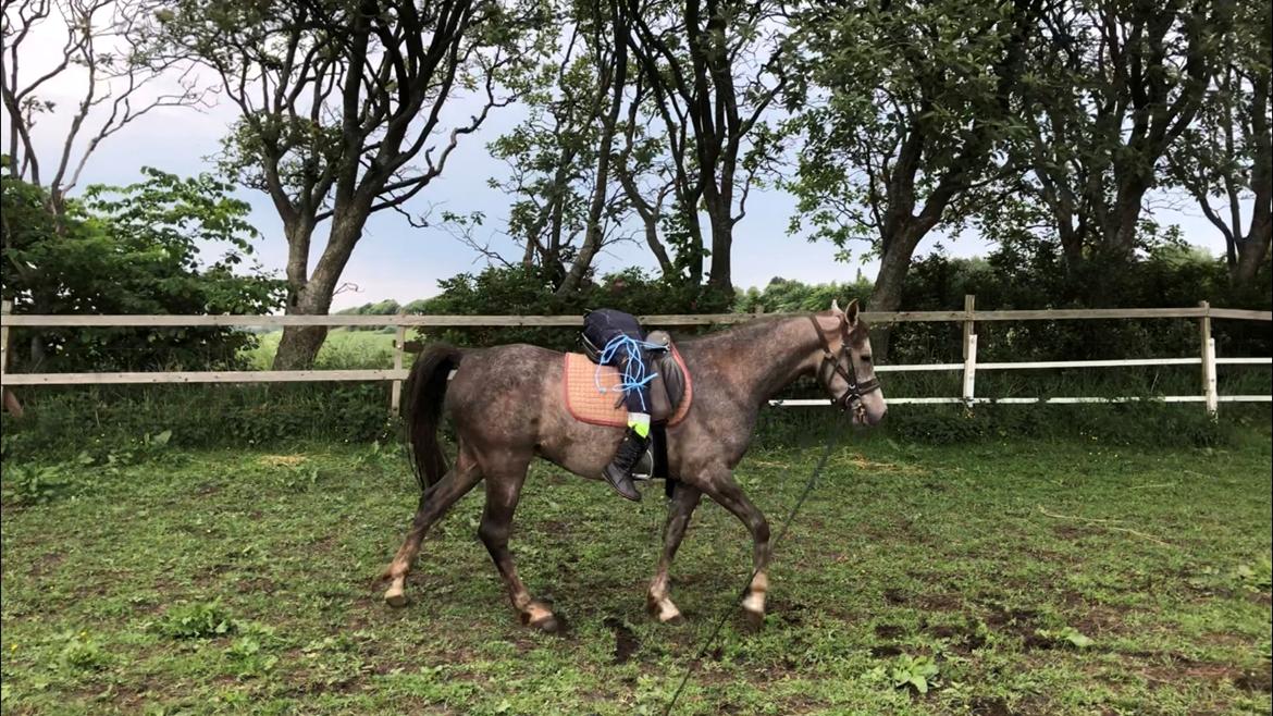 Arabisk fuldblod (OX) Dy ameer pasha ox billede 26