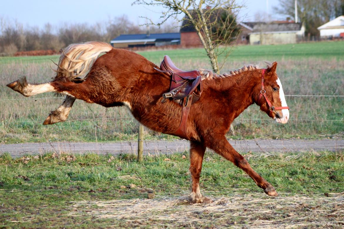 Welsh Cob (sec D) Filoe Da Vinci - Første gang med sadel. Februar 2018 billede 33