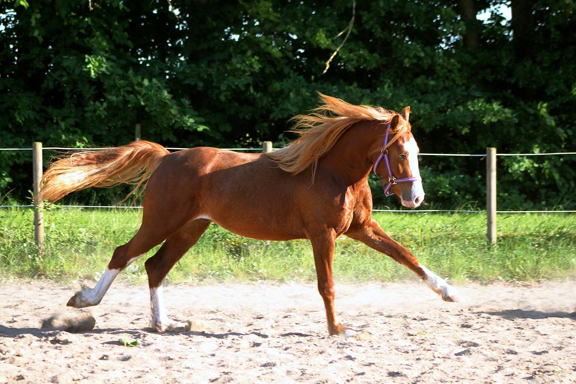 Welsh Cob (sec D) Filoe Da Vinci - Vinci's første gang udenbys 26 Maj 2018. billede 43