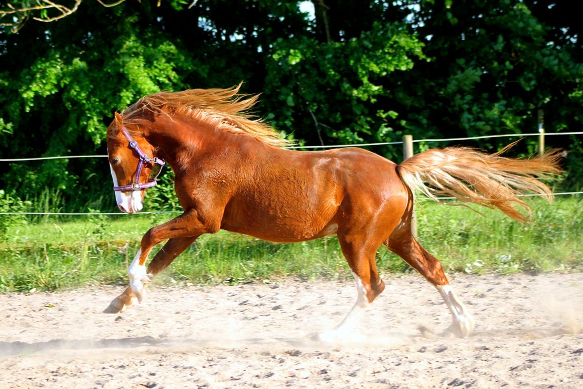 Welsh Cob (sec D) Filoe Da Vinci - Vinci's første gang udenbys 26 Maj 2018. billede 19