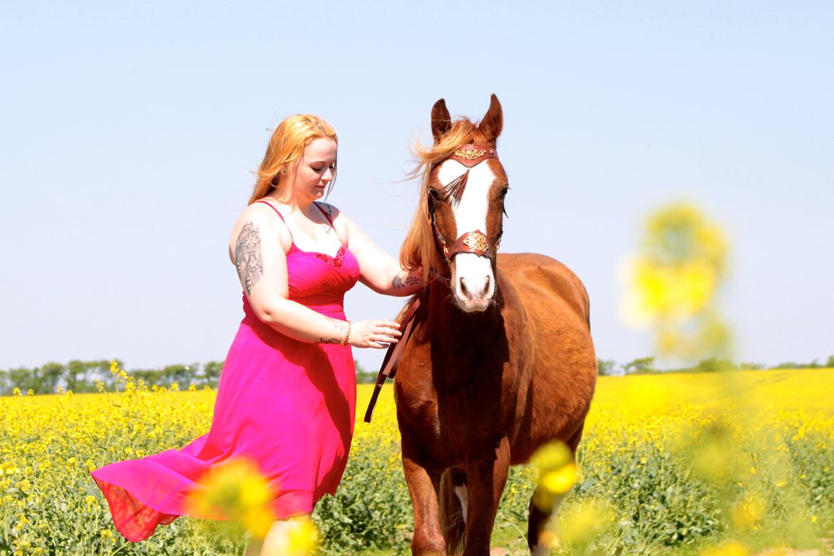 Welsh Cob (sec D) Filoe Da Vinci billede 14