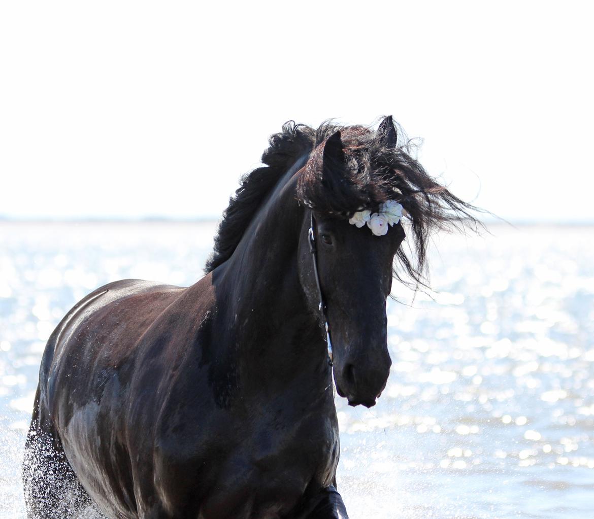 Frieser And They Named Him Lucky - 26 Maj 2018 billede 5