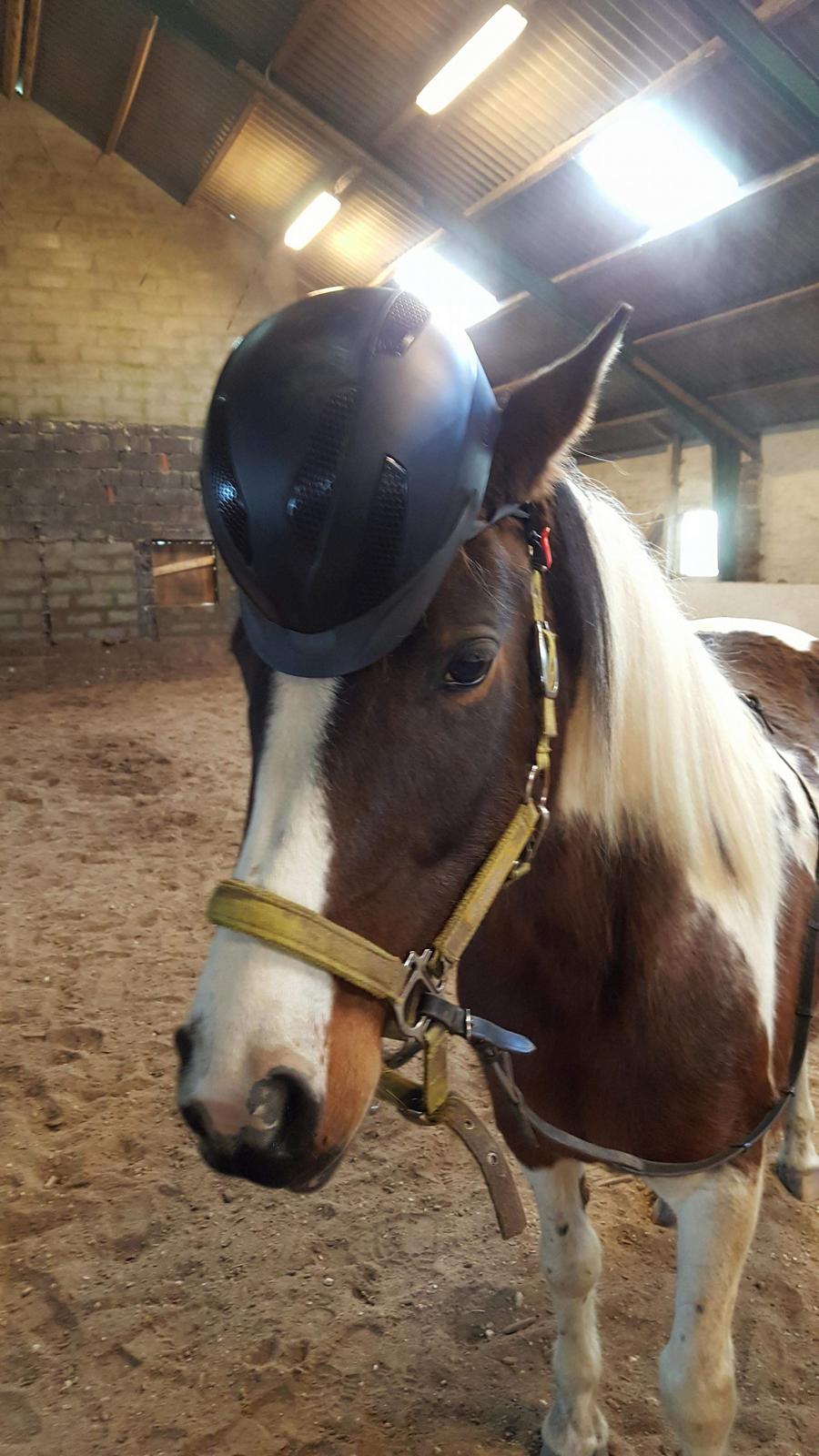 Pinto Vidtskue's Filly - sikhed er i top billede 8