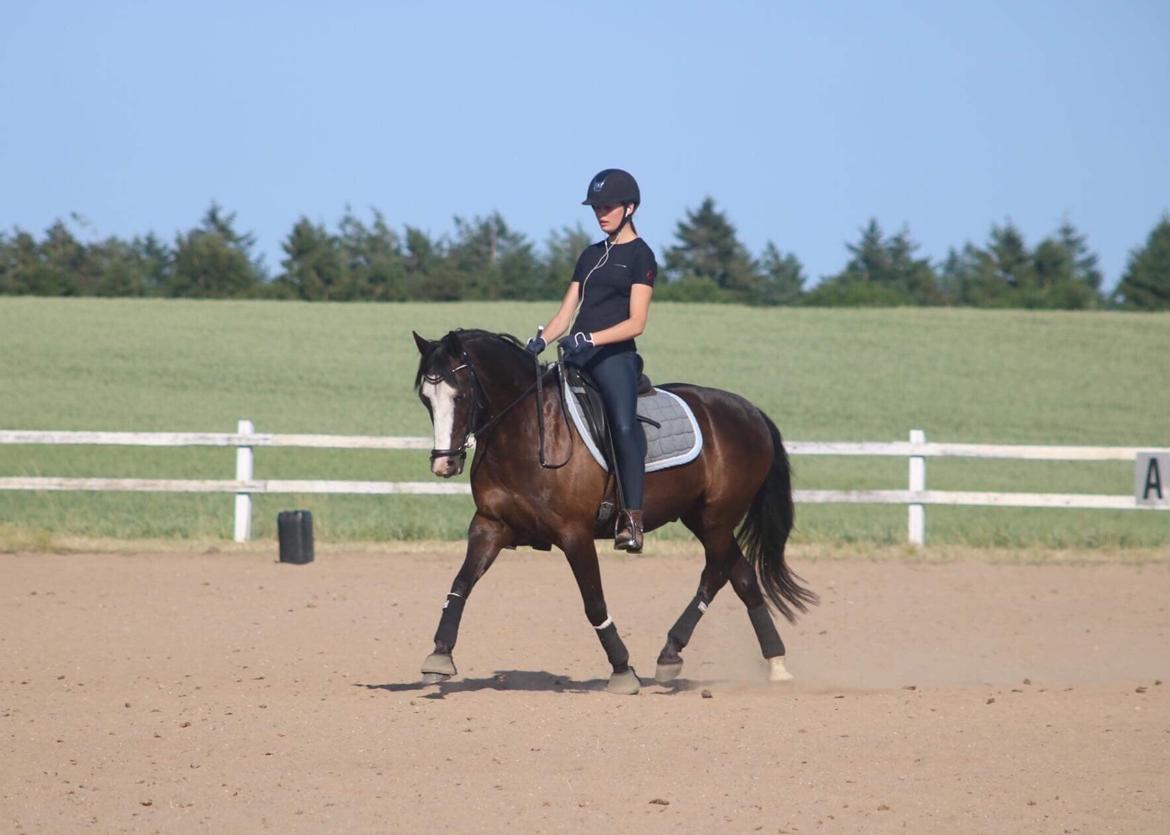 Welsh Partbred (Sec F) Hollywood's Bobby Brown  - Min lille flødebolle <3 - Juni 2018 billede 11