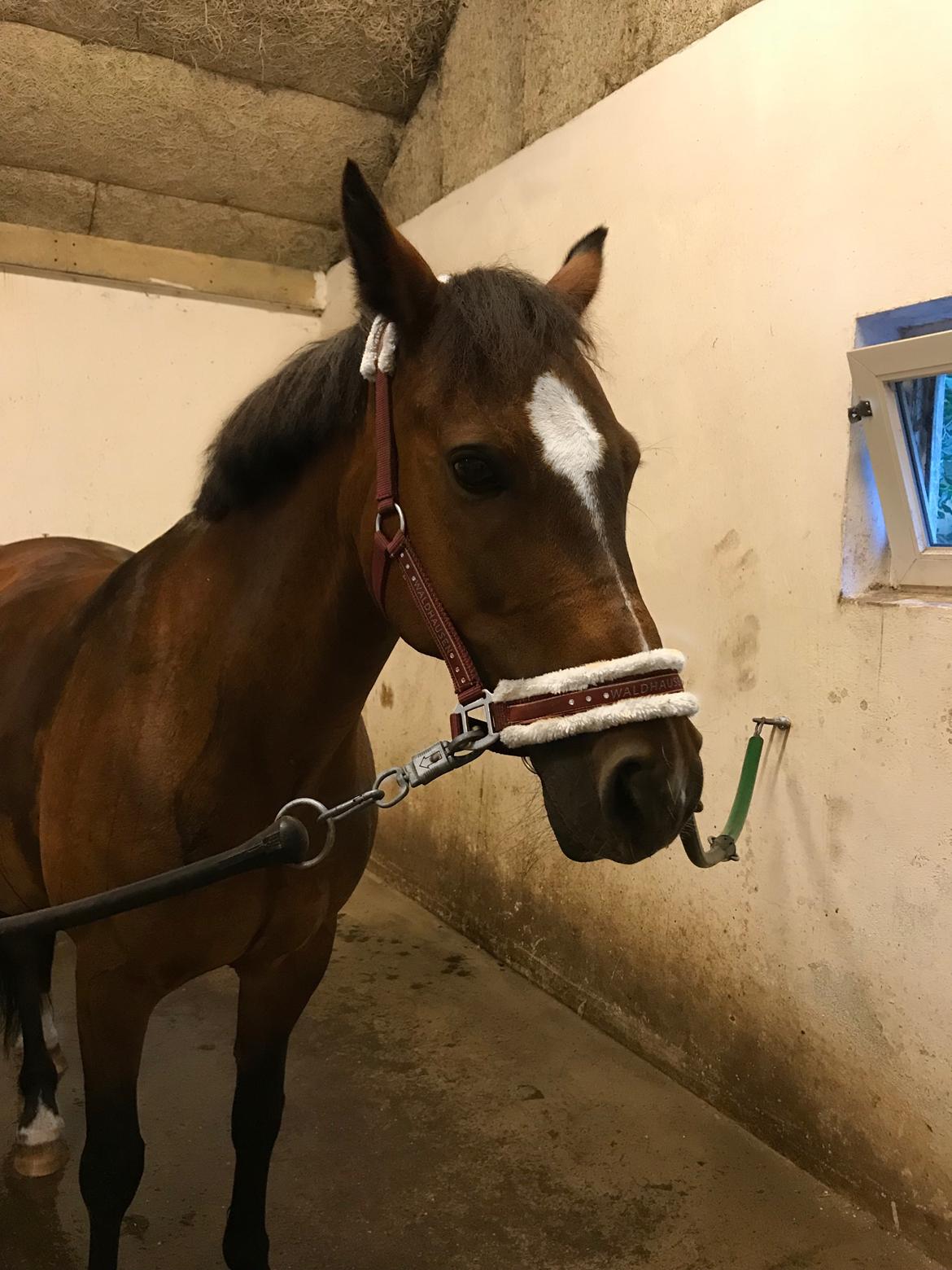 New Forest Odbjergs Tzatziki billede 5