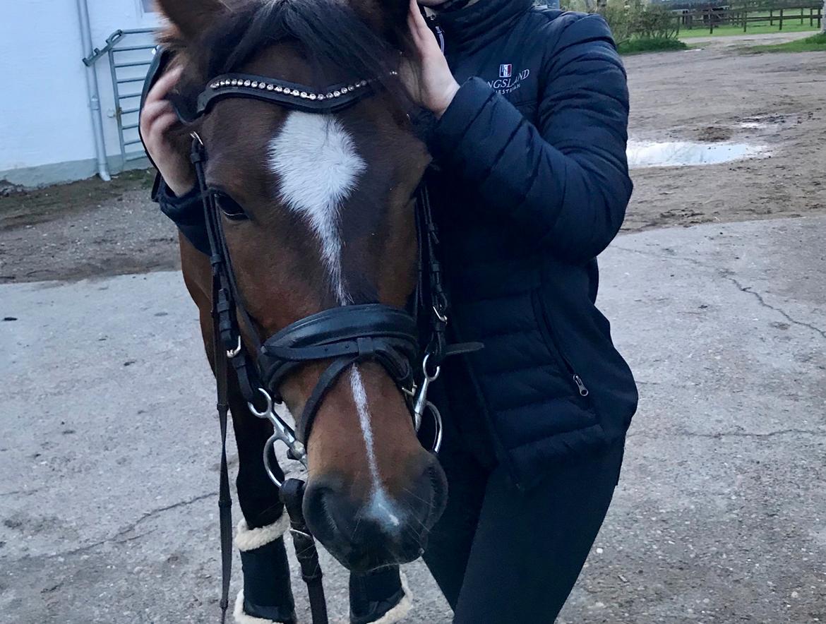 New Forest Odbjergs Tzatziki billede 3