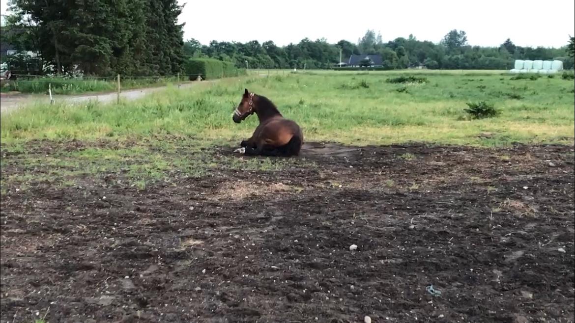 New Forest Odbjergs Tzatziki billede 7