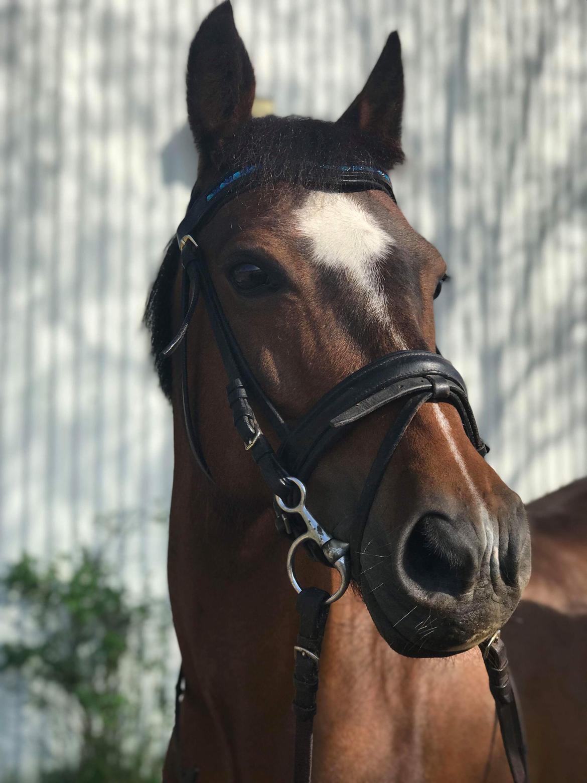 New Forest Odbjergs Tzatziki billede 4