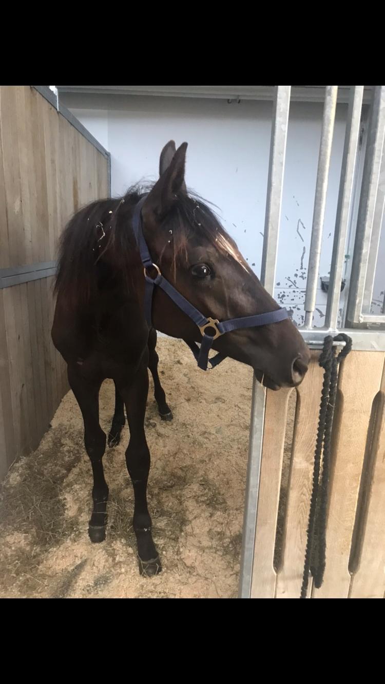 Hannoveraner Diddan billede 7