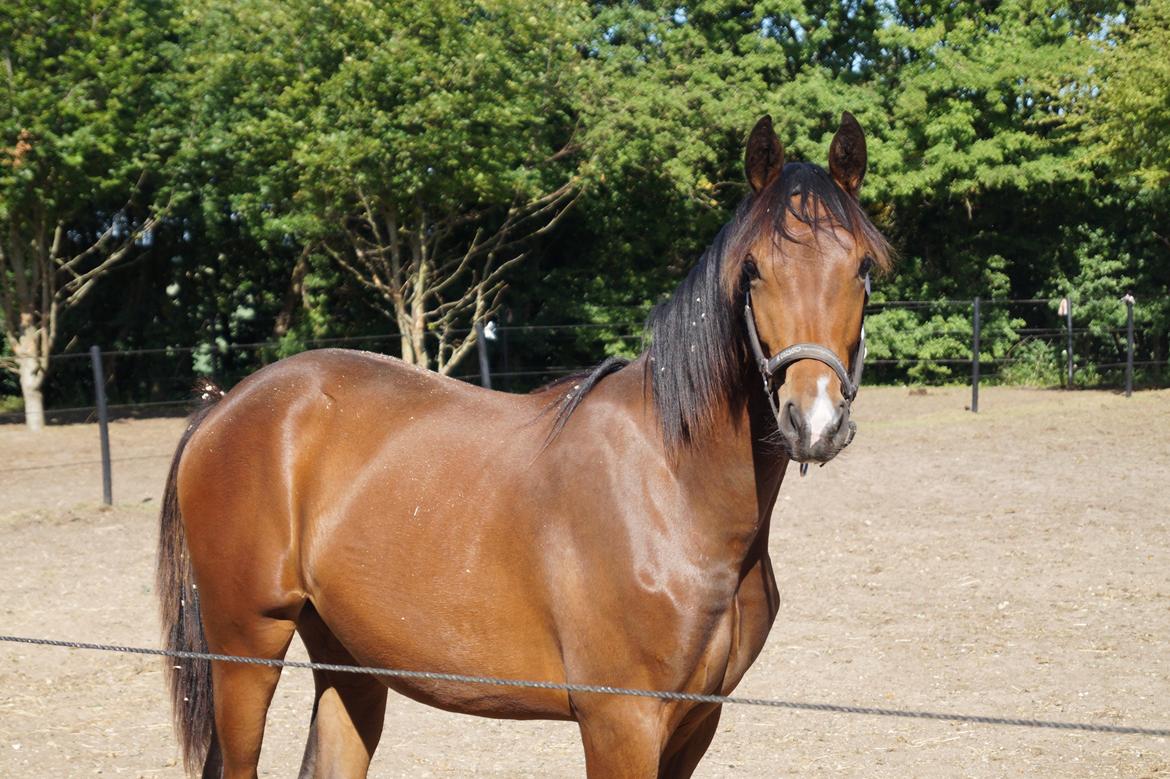 Dansk Varmblod Stjernholm's Medina  billede 7