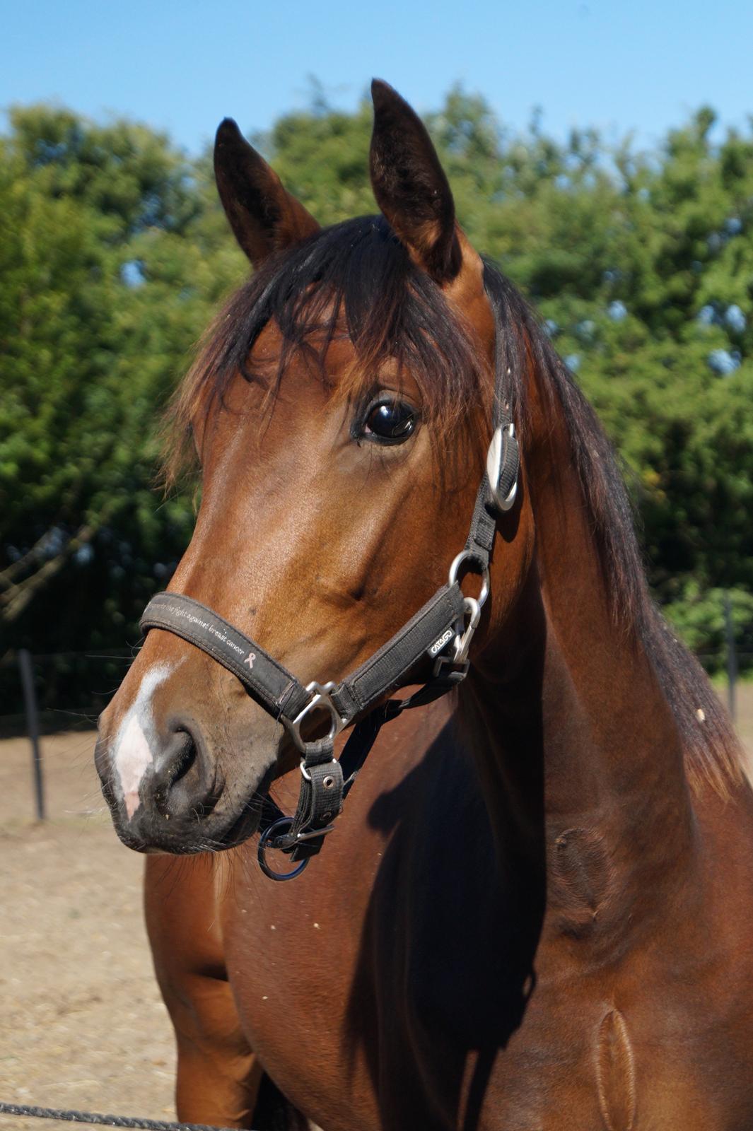 Dansk Varmblod Stjernholm's Medina  - Velkommen til Stjernholm's Medina profil billede 1