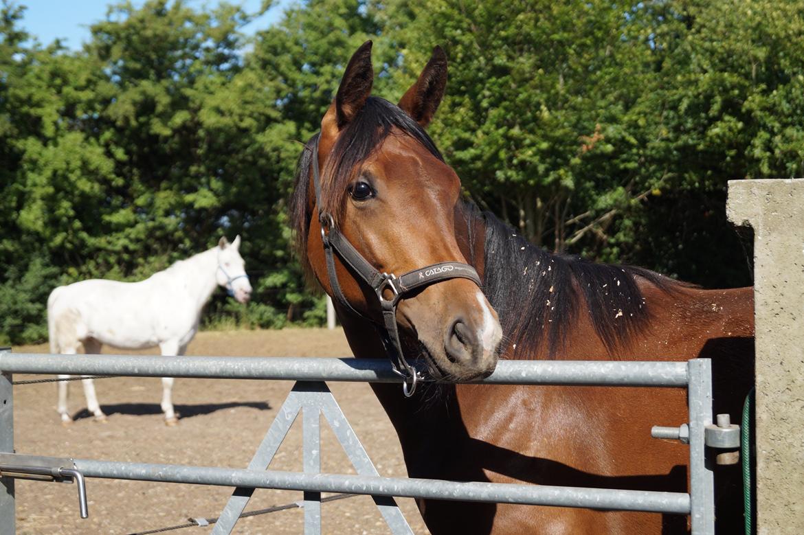 Dansk Varmblod Stjernholm's Medina  billede 6