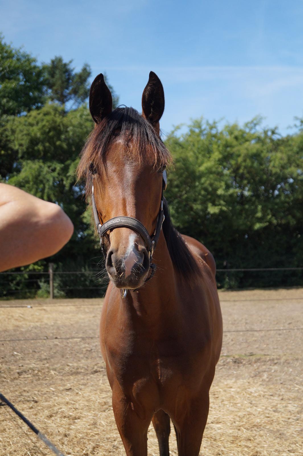 Dansk Varmblod Stjernholm's Medina  billede 3