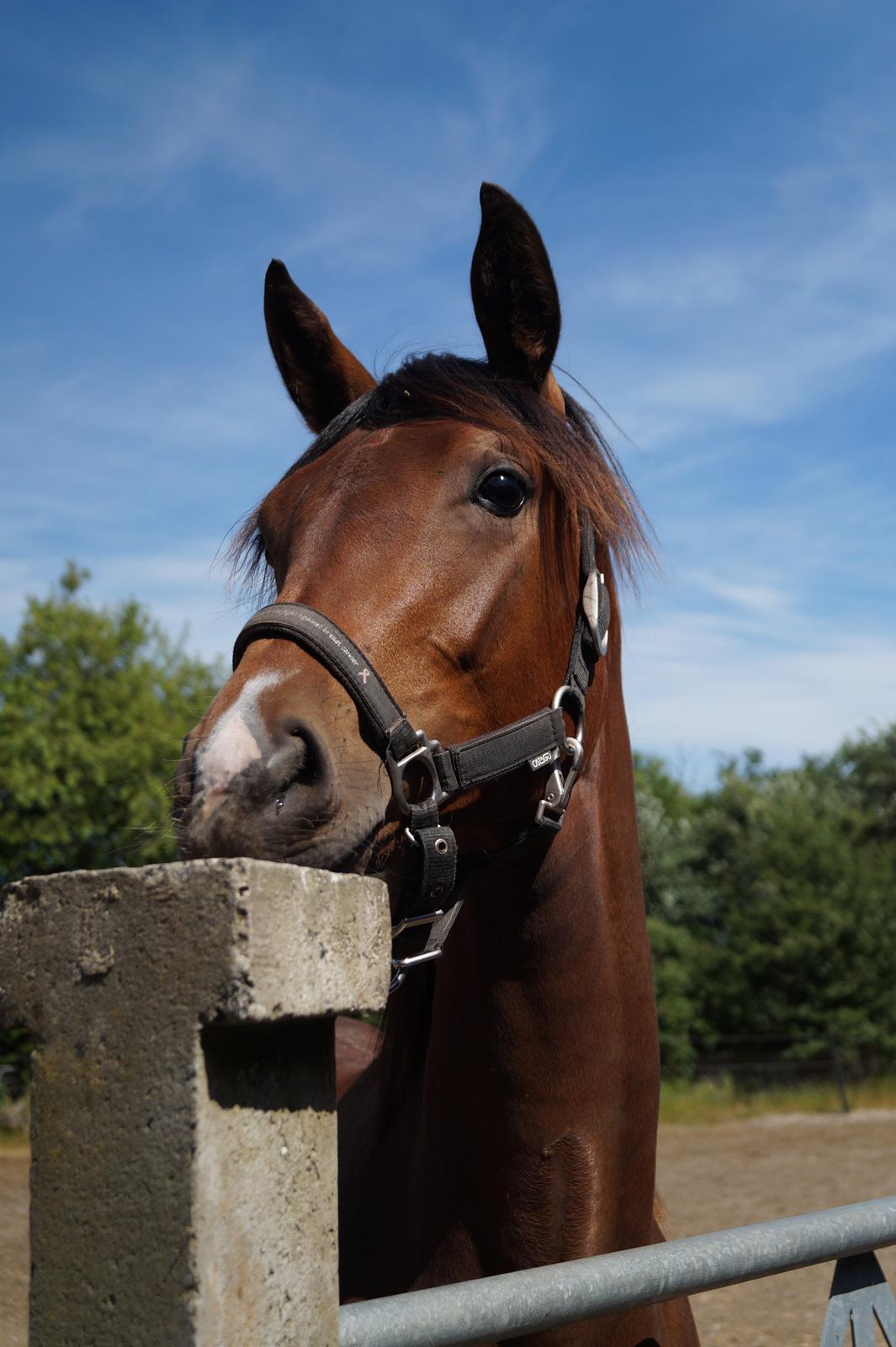 Dansk Varmblod Stjernholm's Medina  billede 2