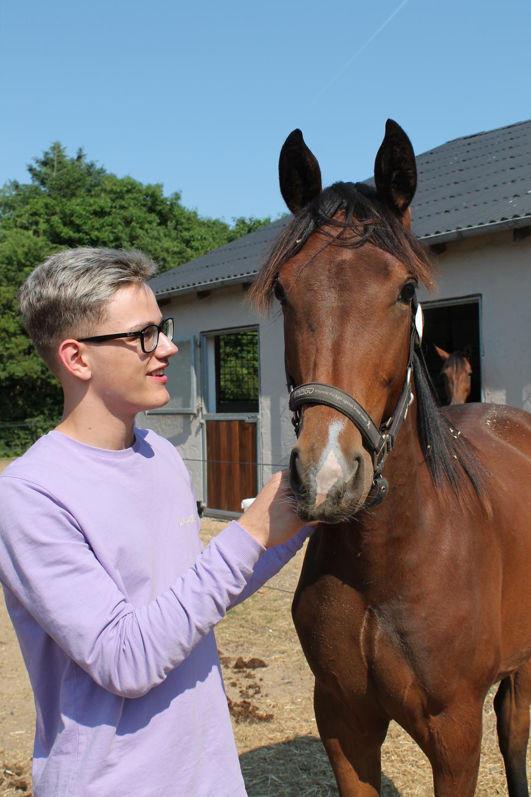 Dansk Varmblod Stjernholm's Medina  billede 4