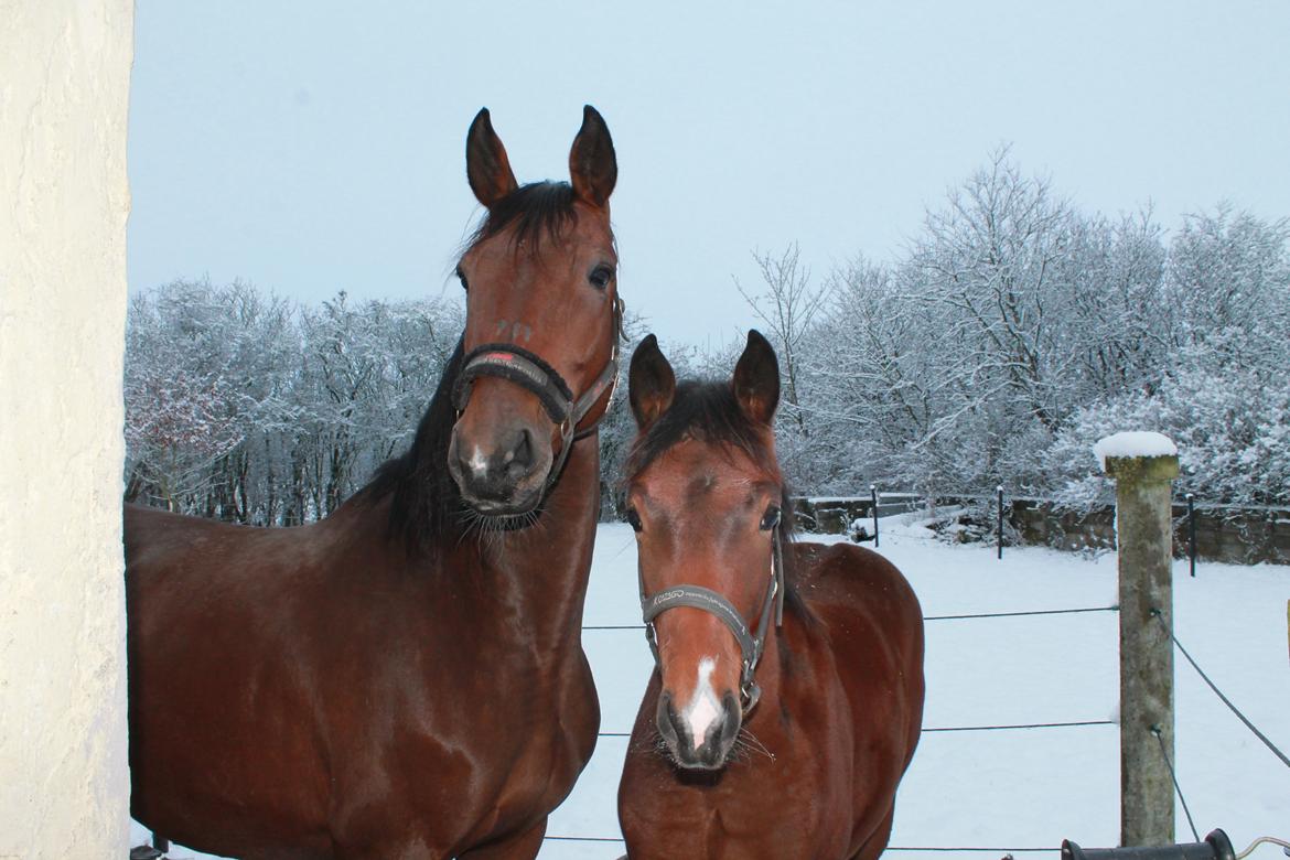Dansk Varmblod Stjernholm's Medina  - Medina og hendes mor Musse. billede 8