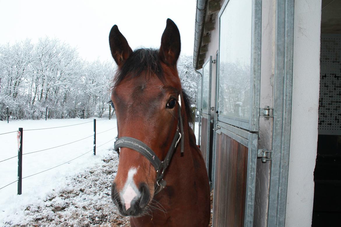 Dansk Varmblod Stjernholm's Medina  billede 5