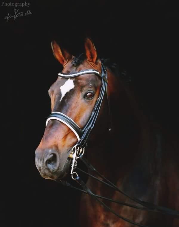 Württemberger Ave Austria S billede 1