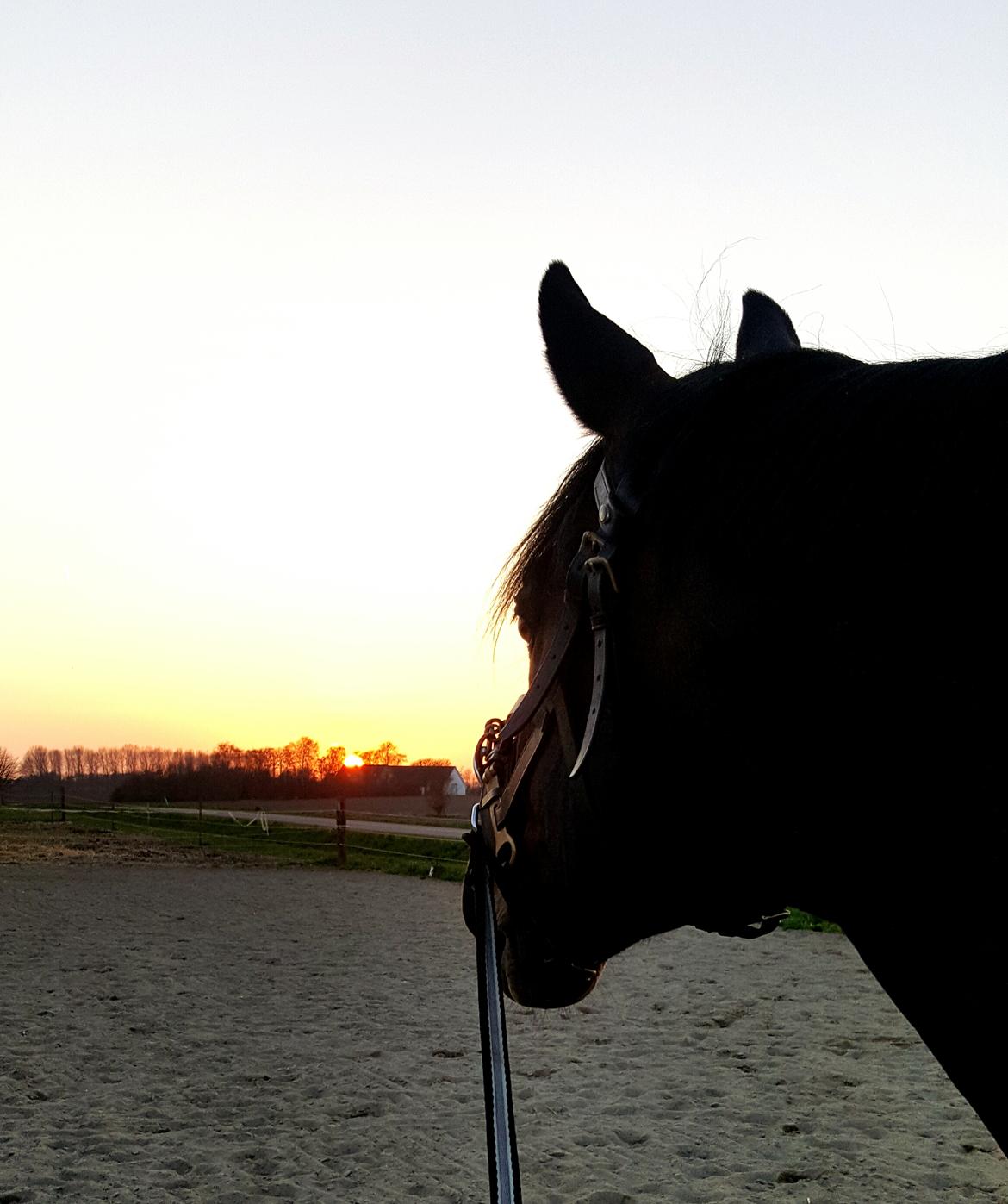 Württemberger Ave Austria S billede 5