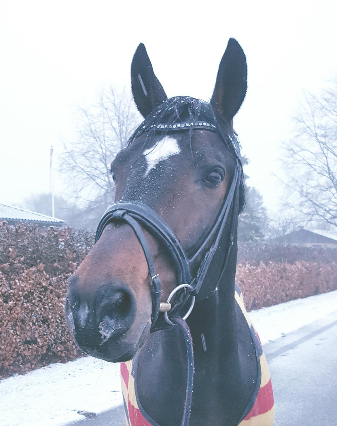 Württemberger Ave Austria S billede 7