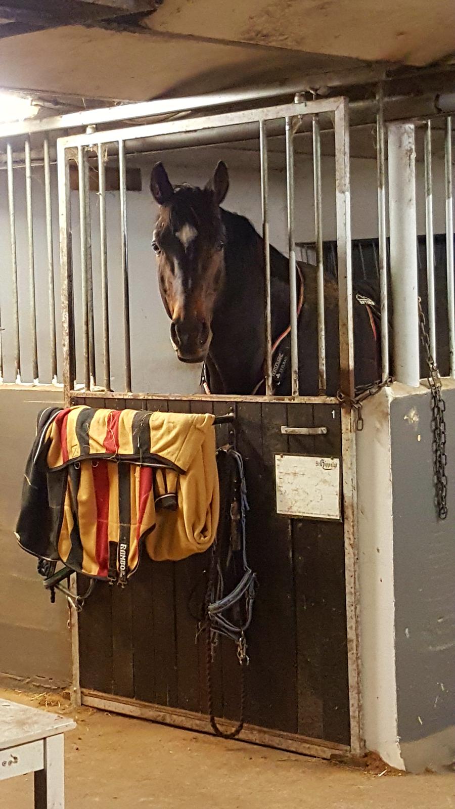 Württemberger Ave Austria S billede 9