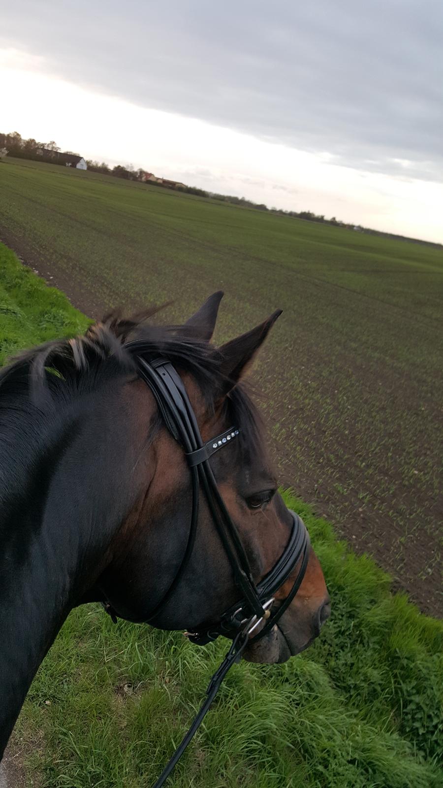 Württemberger Ave Austria S billede 3
