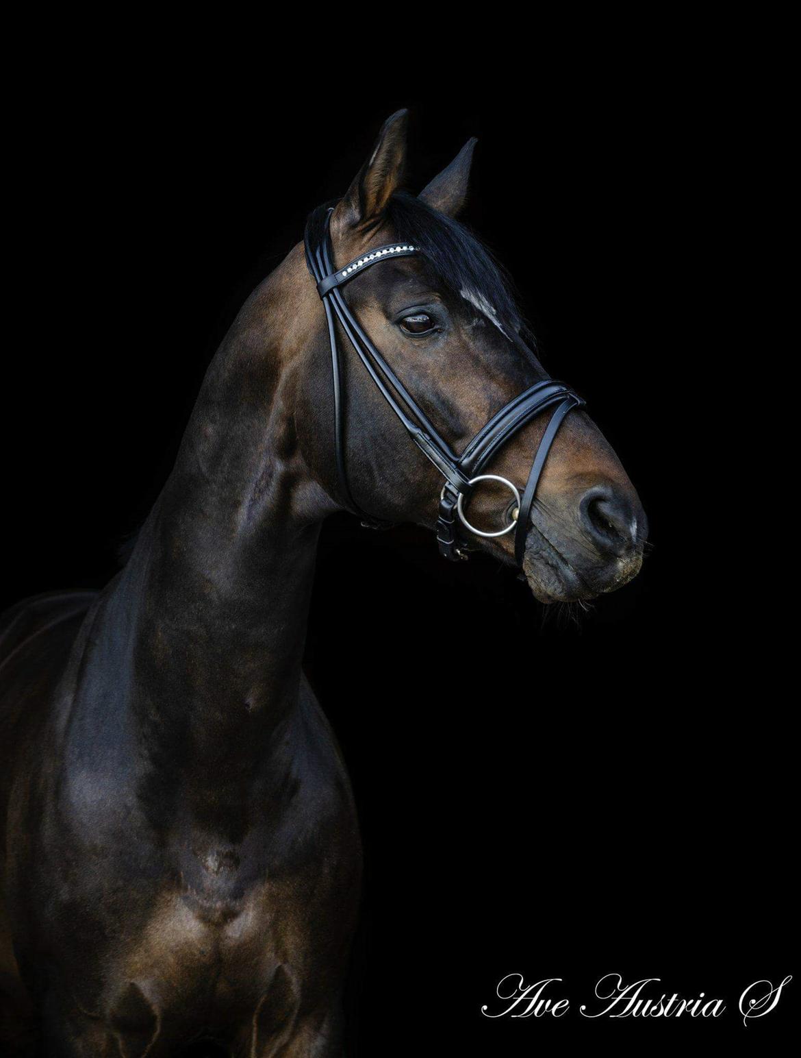 Württemberger Ave Austria S billede 10