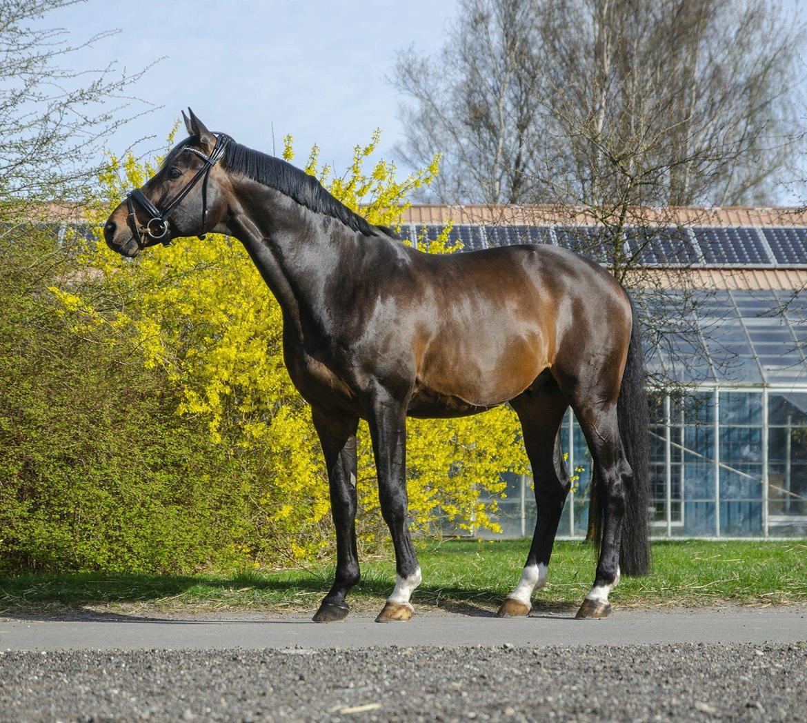 Württemberger Ave Austria S billede 14